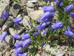 Campanula serrata