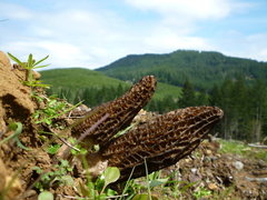 Morchella importuna