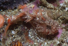 Coccotropsis gymnoderma