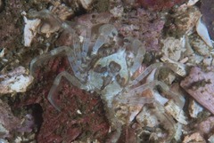 Hymenosoma orbiculare