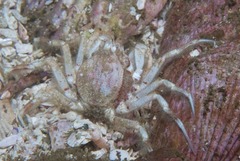 Hymenosoma orbiculare