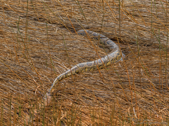 Python bivittatus bivittatus