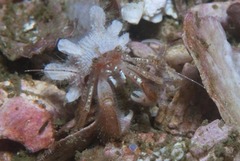 Anapagurus hendersoni