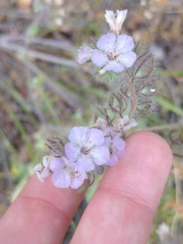 iNaturalist observation photo of caterpillar scorpionweed