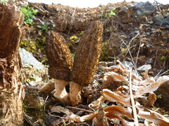 Morchella importuna