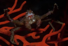 Achaeopsis spinulosa