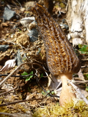 Morchella importuna