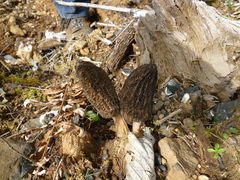 Morchella importuna