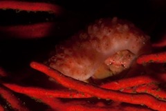 Pseudodromia rotunda