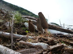 Morchella importuna