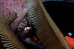 Pseudodromia rotunda