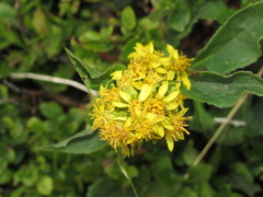 Solidago virgaurea minuta