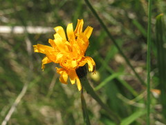 Scorzoneroides crocea