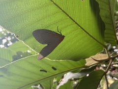 Euplocia membliaria