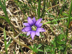 Gentiana laciniata