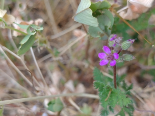 iNaturalist observation photo of Redstem Stork's-bill