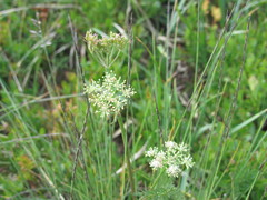Mutellina purpurea