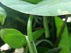 Myrmaplata plataleoides