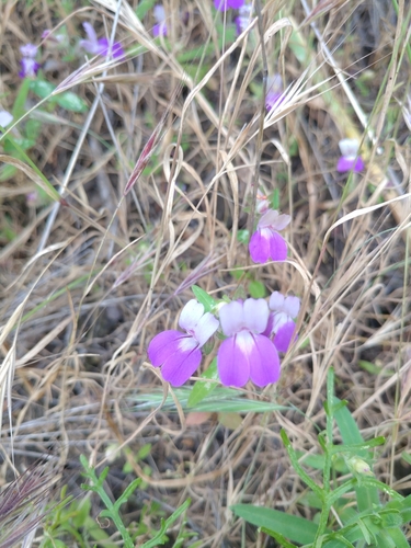 iNaturalist observation photo of Purple Chinese Houses