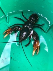 Euastacus yarraensis