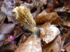 Morchella importuna