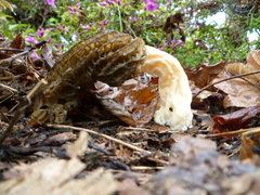 Morchella importuna