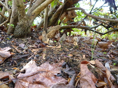 Morchella importuna