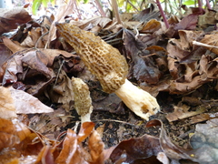 Morchella importuna