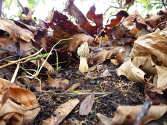 Morchella importuna