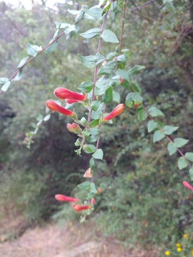 iNaturalist observation photo of heartleaf keckiella