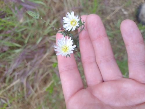 iNaturalist observation photo of California chicory