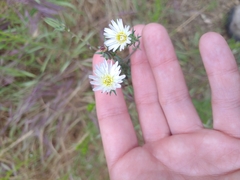 Rafinesquia californica