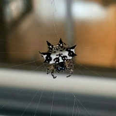 Gasteracantha kuhli