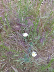Rafinesquia californica