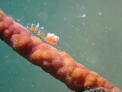 Hamodactylus noumeae