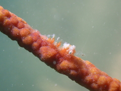 Hamodactylus noumeae