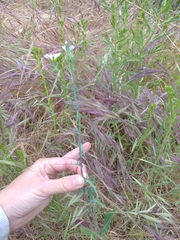 Rafinesquia californica