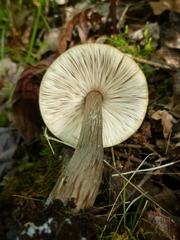 Pluteus exilis