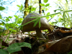 Pluteus exilis