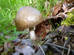 Pluteus exilis