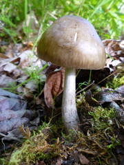 Pluteus exilis