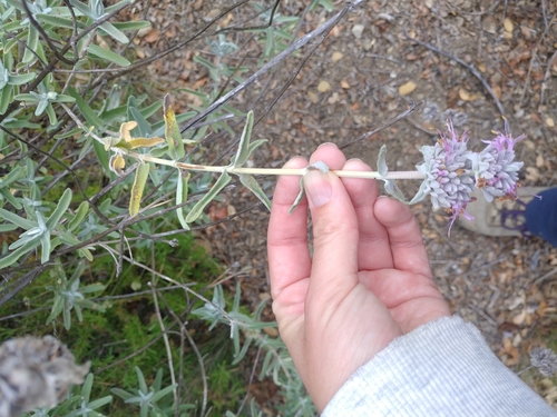 iNaturalist observation photo of purple sage