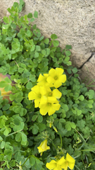 Oxalis pes-caprae