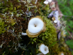 Lichenomphalia umbellifera