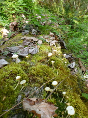 Lichenomphalia umbellifera