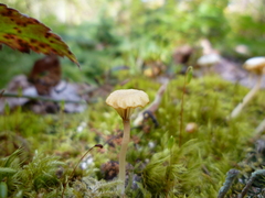 Lichenomphalia umbellifera