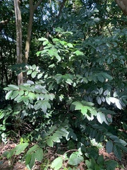 Diospyros maritima