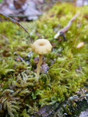 Lichenomphalia umbellifera