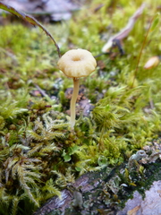 Lichenomphalia umbellifera