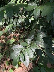 Diospyros maritima